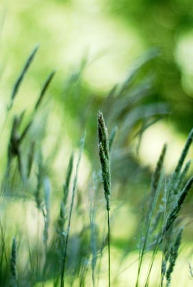 grasses