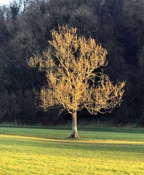 tree